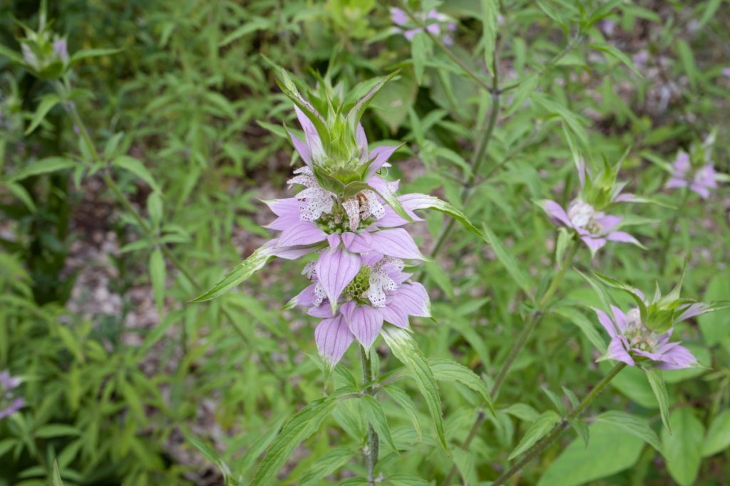 Horsemint (balsamo delle api maculate) Monarda punctata fioritura dei fiori