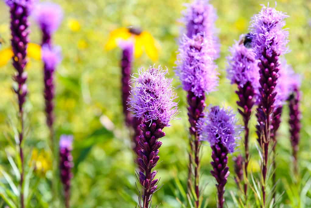 Coboldo stella fiammeggiante (Liatris spicata)