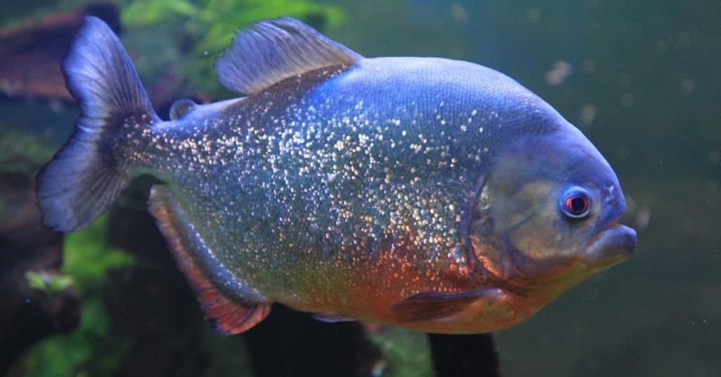 grande pesce piranha che nuota