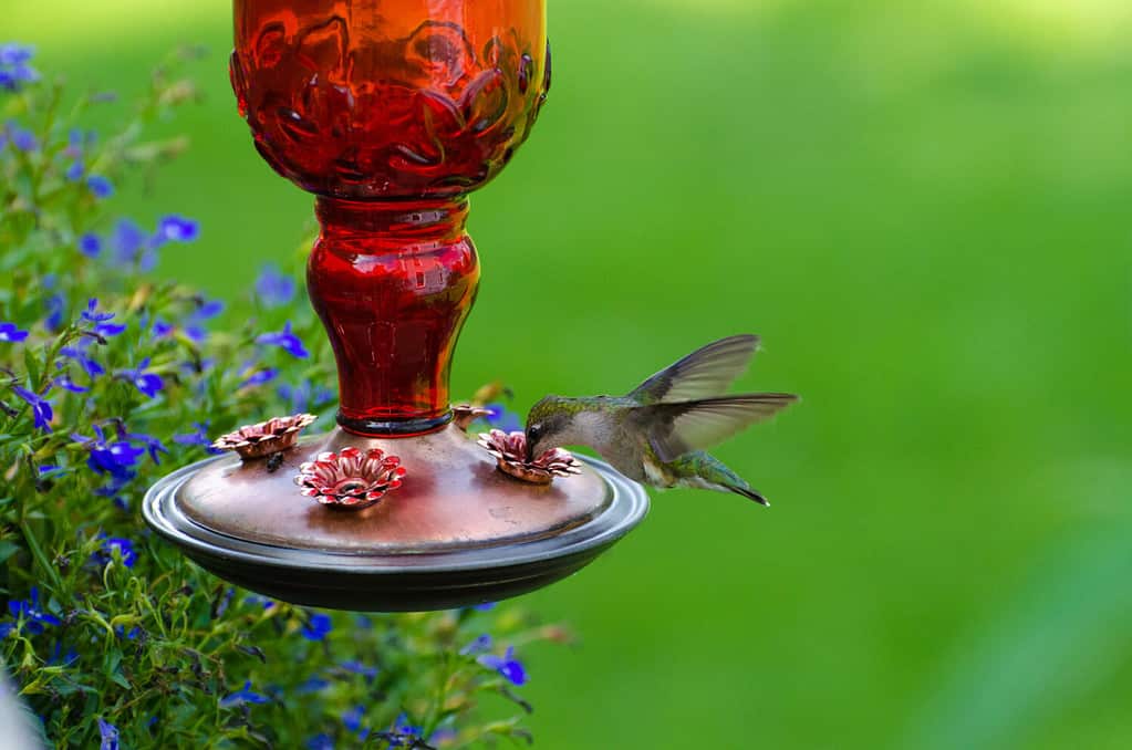 Colibrì verde alla mangiatoia rossa con sfondo verde