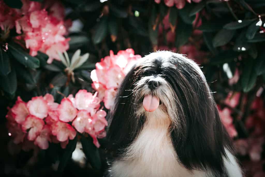Cane Lhasa apso in posa all'aperto nel bellissimo giardino.