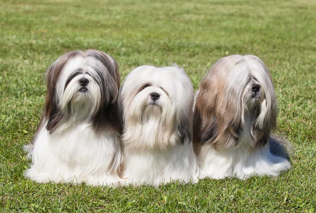 Ritratto di tre Lhasa Apso di razza pura su erba verde