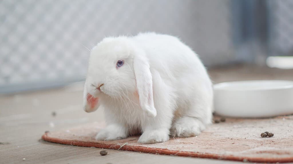 Coniglio bianco Holland lop (BEW) occhi azzurri - simpatico animaletto a corpo intero