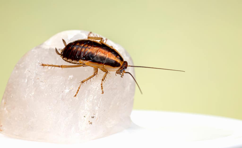 Lo scarafaggio tedesco (Blatella germanica)