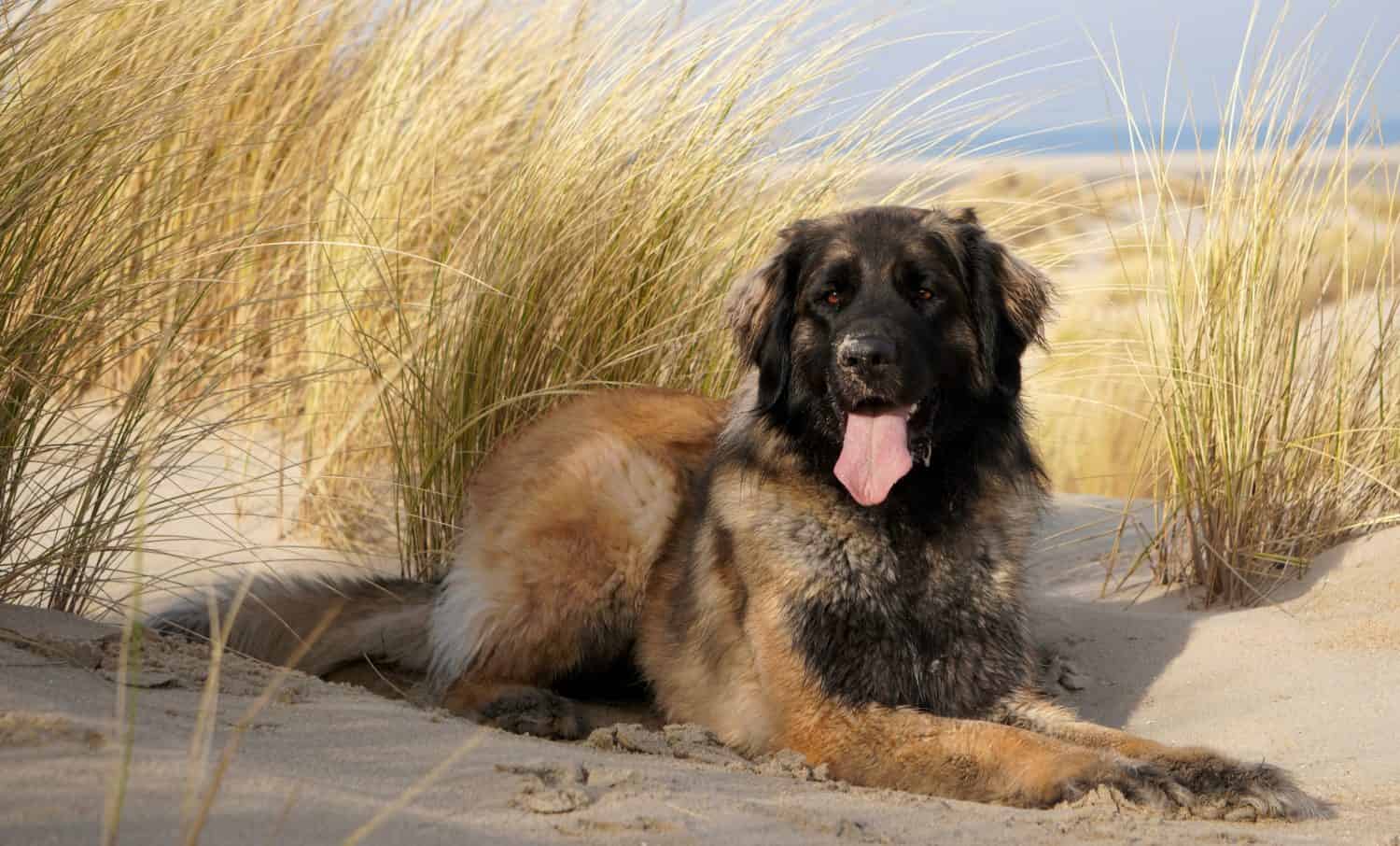 Bellissimo Leonberger in spiaggia