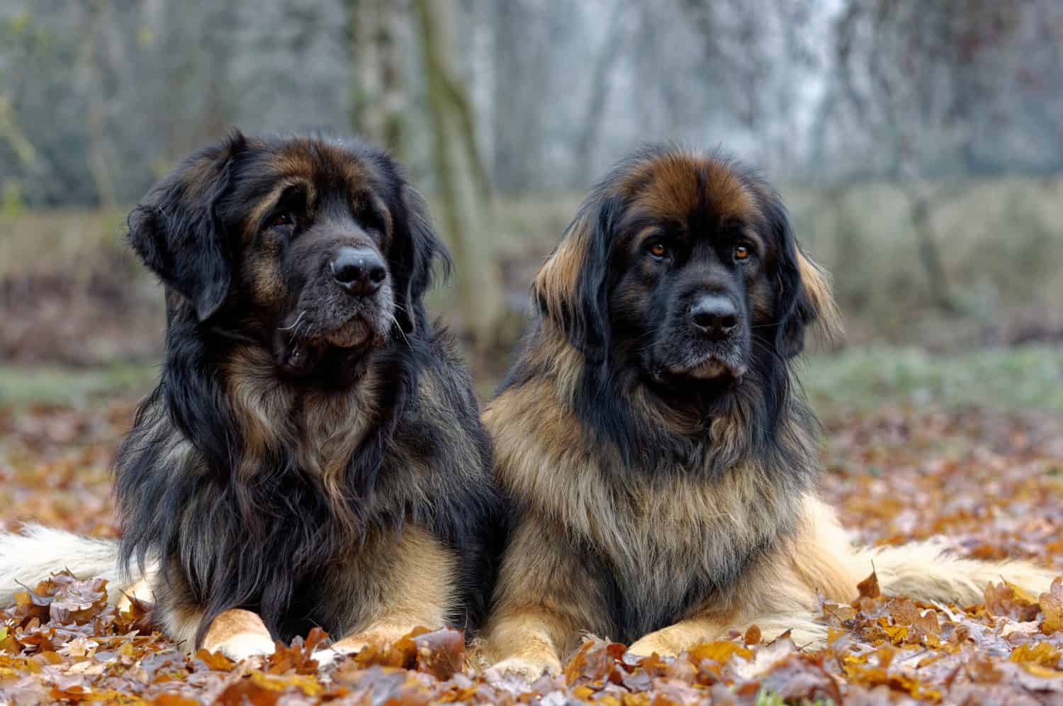 Leonberger.  Cane adulto e cagna adagiati su foglie cadute vicino al ritratto della testa.