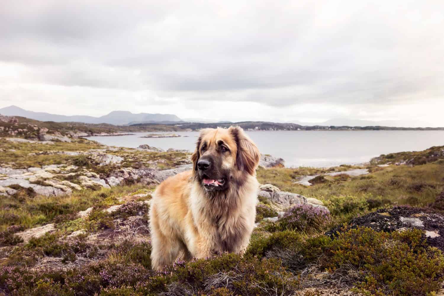 Ritratto di un leonberger sulla strada atlantica in Norvegia. 