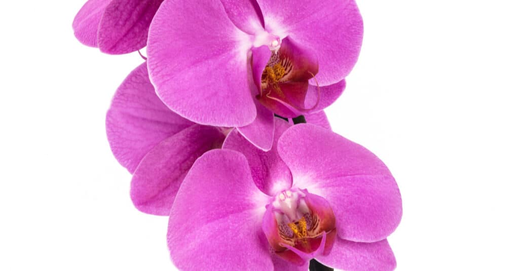 Fiore di orchidea rosa
