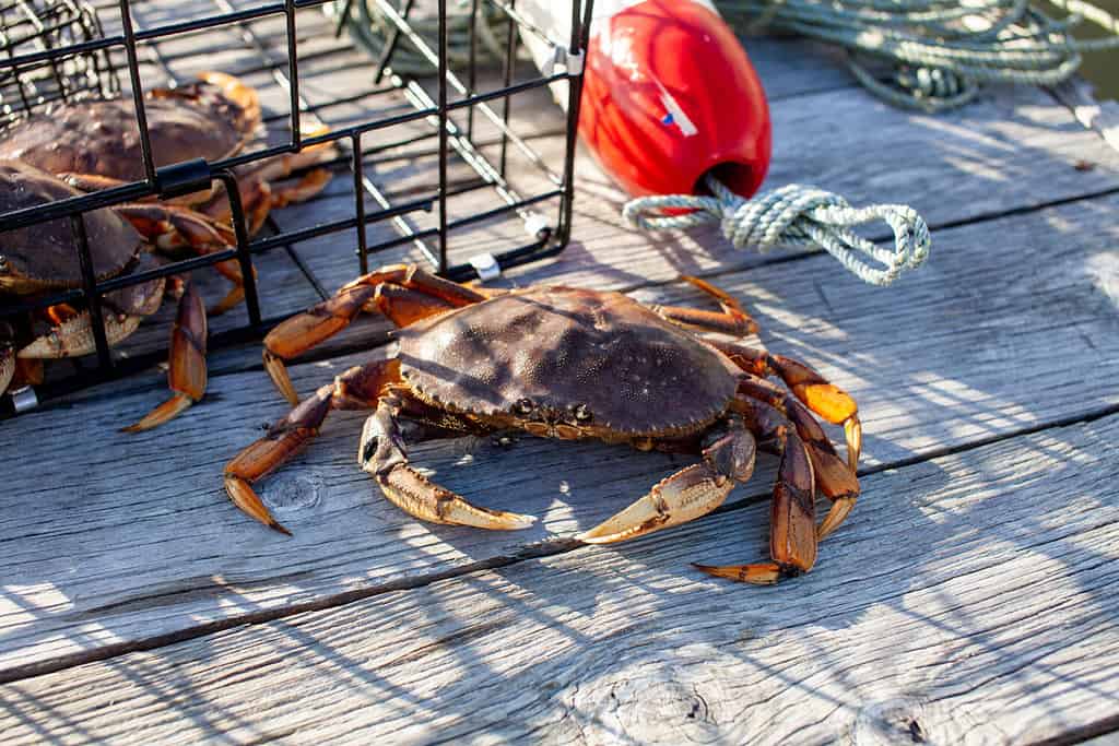 Un granchio di Dungeness maschio fuori da una trappola per granchi su un molo, che mostra buchi neri scuri sul suo artiglio a causa dei combattimenti.  I buchi neri scompariranno una volta che inizieranno a modellarsi per formare un guscio fresco.