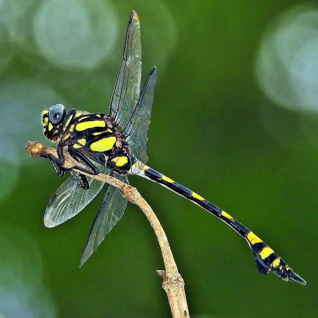 Libellula comune della coda del bastone