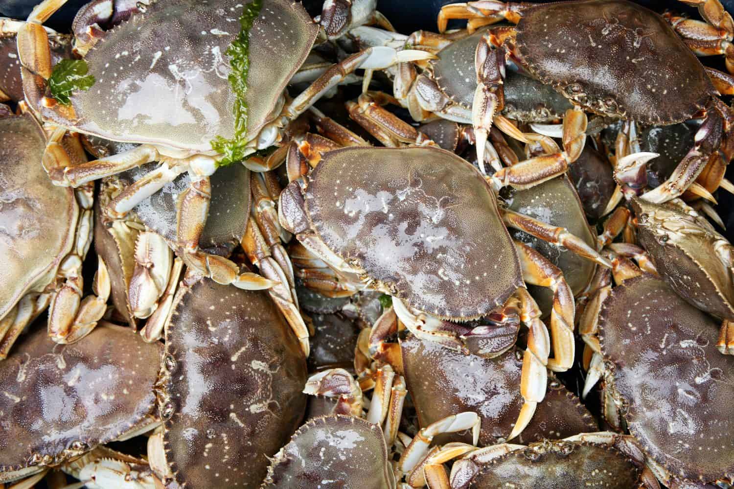 Granchi vivi di Dungeness nel Pacifico nord-occidentale