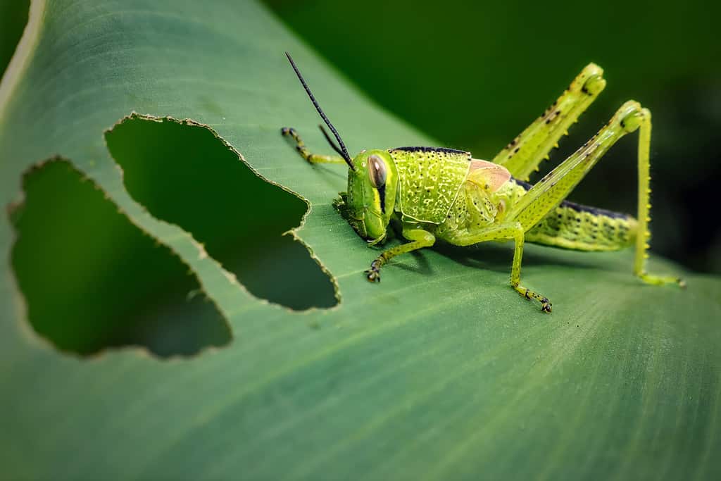 cavalletta fogliare.  mangiare insetti animali vari tipi di foglie verdi