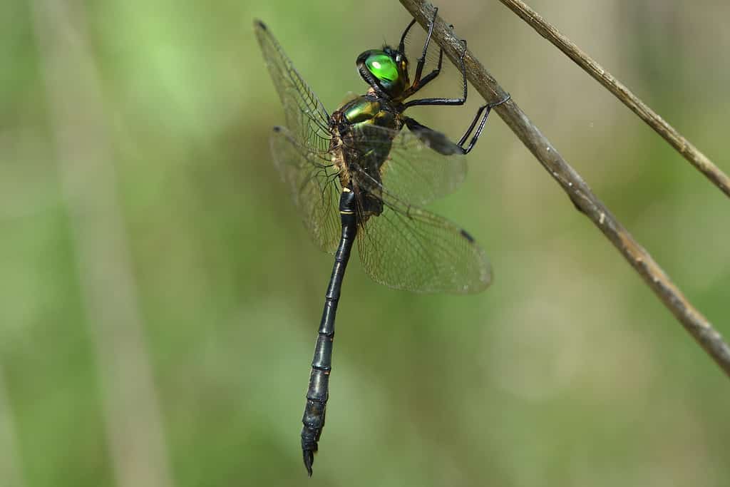 La libellula smeraldo americana, Somatoclora_viridiaenea