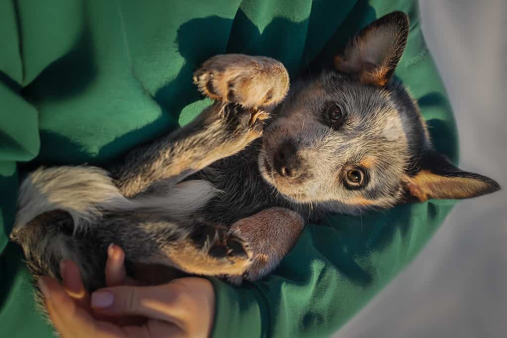 Piccolo cucciolo di heeler di cane bovino australiano