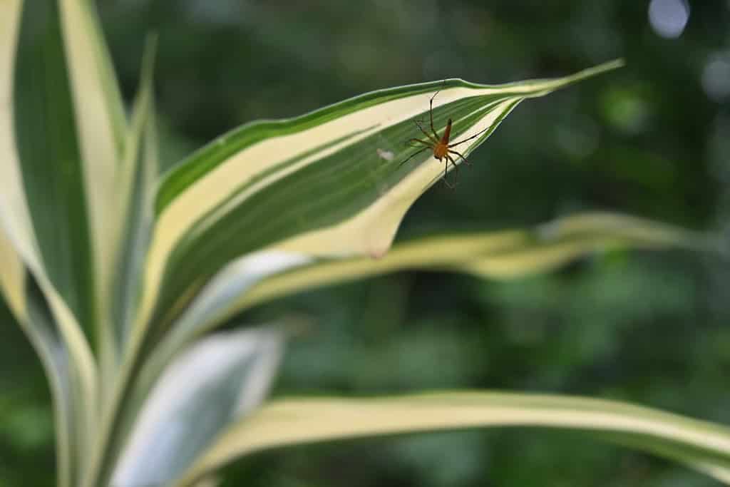Vista ad angolo basso di un ragno Lynx di colore arancione (Oxyopidae), seduto sulla sua ragnatela (nido) realizzata sul lato inferiore di una foglia di bambù Lucky a strisce bianche (Dracaena Sanderiana)