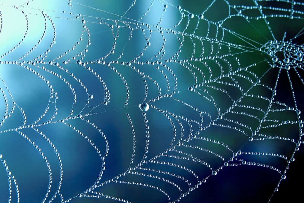 Primo piano naturale del fondo del modello di pioggia della ragnatela o della ragnatela.  Ragnatela con gocce di pioggia in luce blu.  Struttura netta della ragnatela con bokeh della pioggia mattutina.  Collana con ragnatela di linee di visualizzazione sfocata parziale
