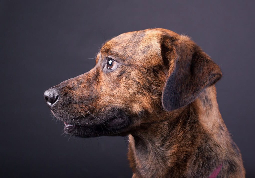 Un adorabile mix di Plott Lab