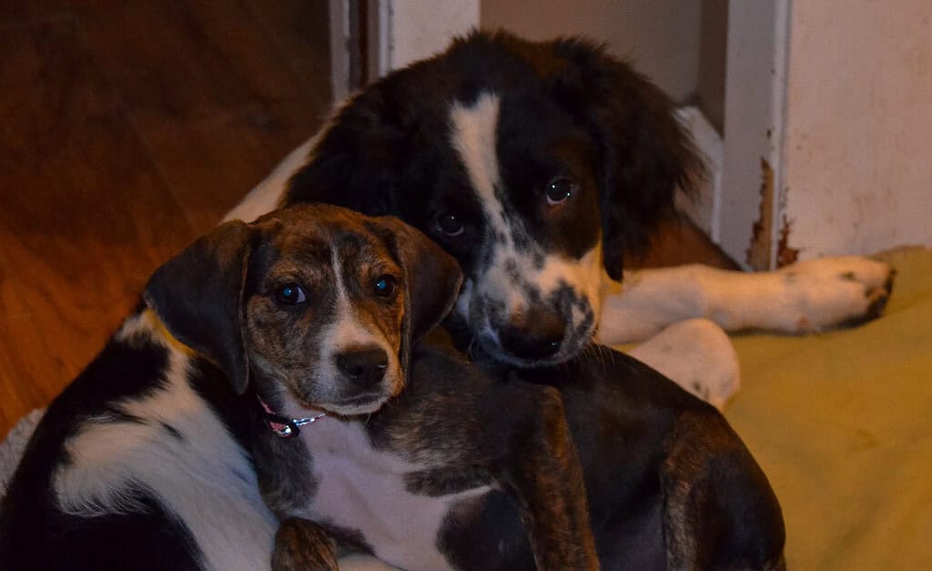Midas the Springer Spaniel e Isla the Plott Hound si rilassano insieme in una fredda notte a Charlotte NC, USA