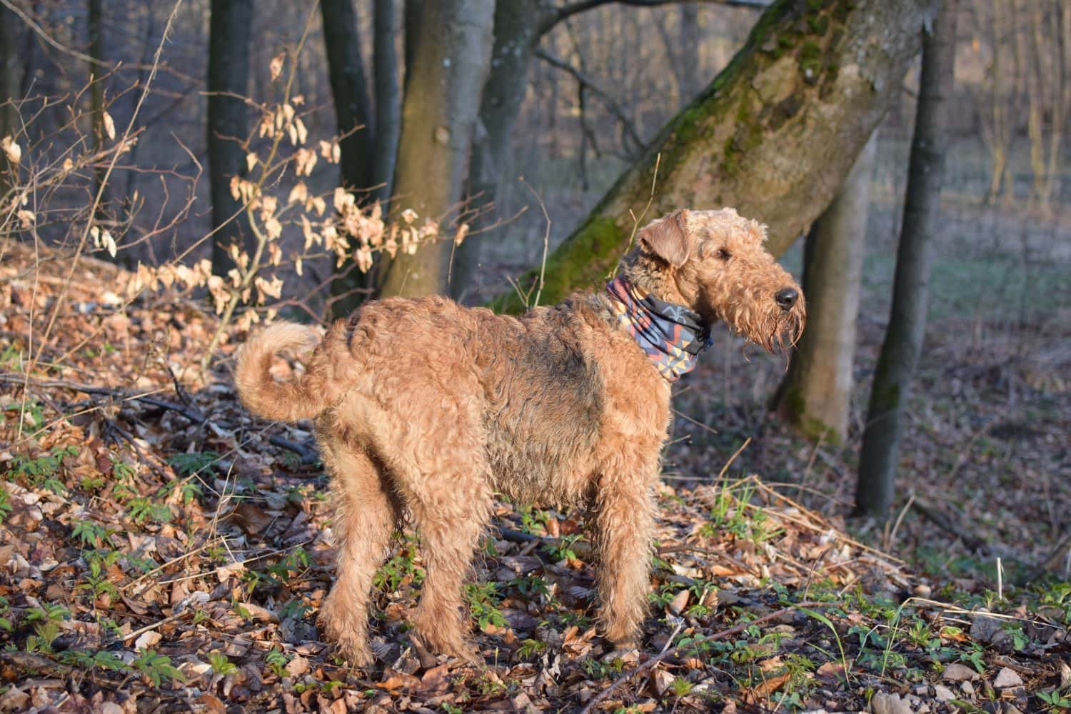 Airedale Terrier alla luce del sole nella foresta