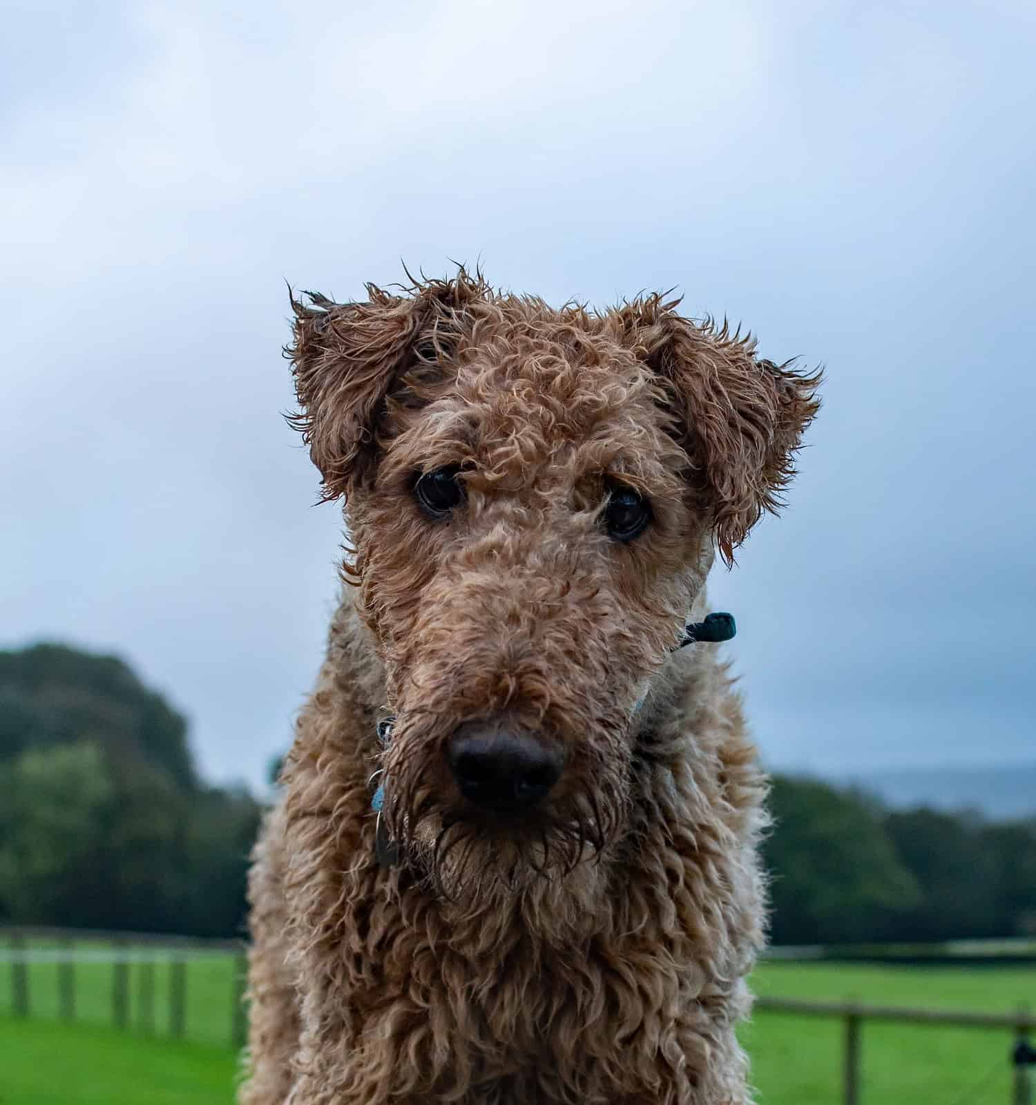 Airedale terrier guarda curiosamente alla macchina fotografica per un ritratto, in piedi in un campo erboso verde. Il pelo del cane dà l'aspetto di un orsacchiotto. Fotografia di animali domestici.