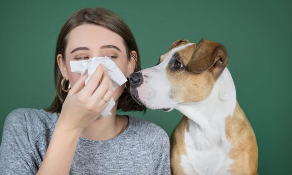 perché i miei cani hanno gli occhi rossi?