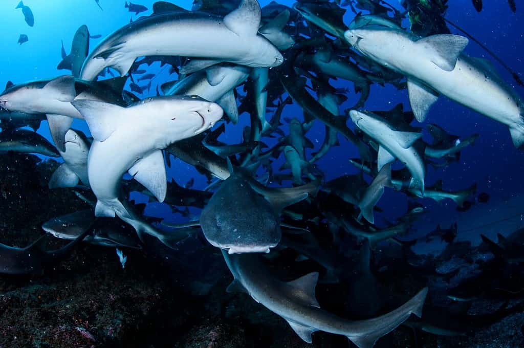 Squalo segugio fasciato e Sharknado di aggregazione della razza rossa nelle acque cristalline dell'oceano di Chiba, Giappone