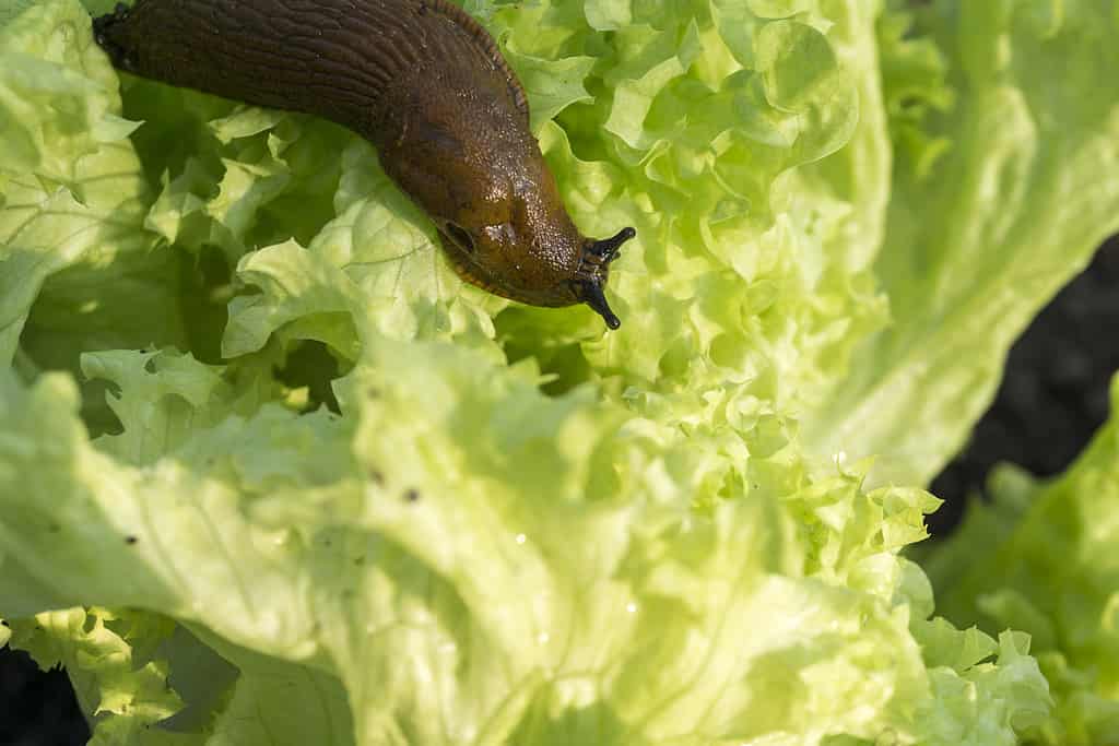 una lumaca in giardino che mangia una foglia di lattuga