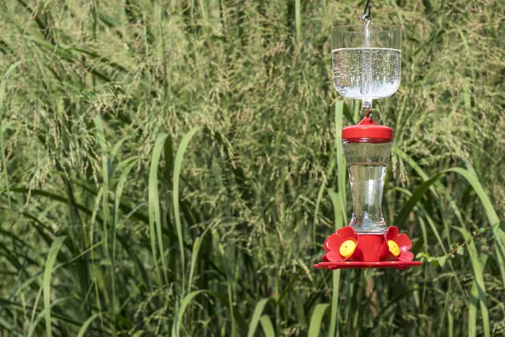 Mangiatoia per colibrì con fossato per formiche