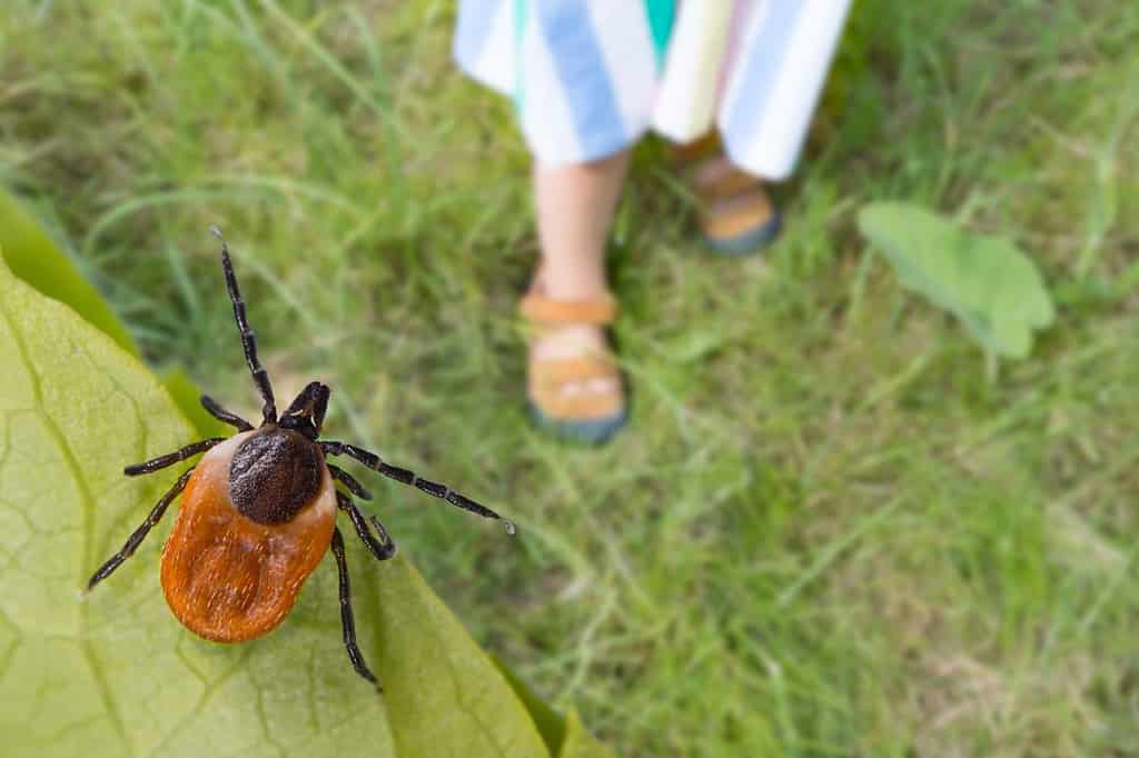 Zecca di cervo pericolosa e gambe di bambini piccoli in scarpe estive sull'erba.  Ixodes ricinus.  Parassita nascosto su foglie verdi e piedi di bambina in sandali sul prato nel parco naturale.  Prevenzione delle malattie trasmesse dalle zecche.