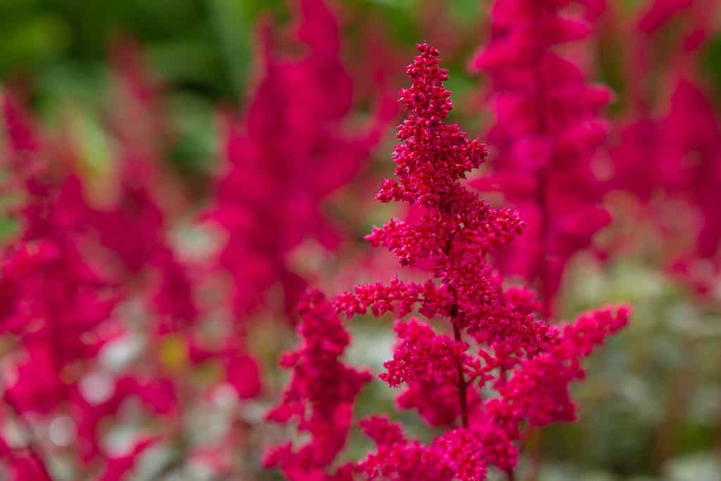 Astilbe japonica sentinella rossa in giardino.  Fiori rossi di Astilbe japonica.