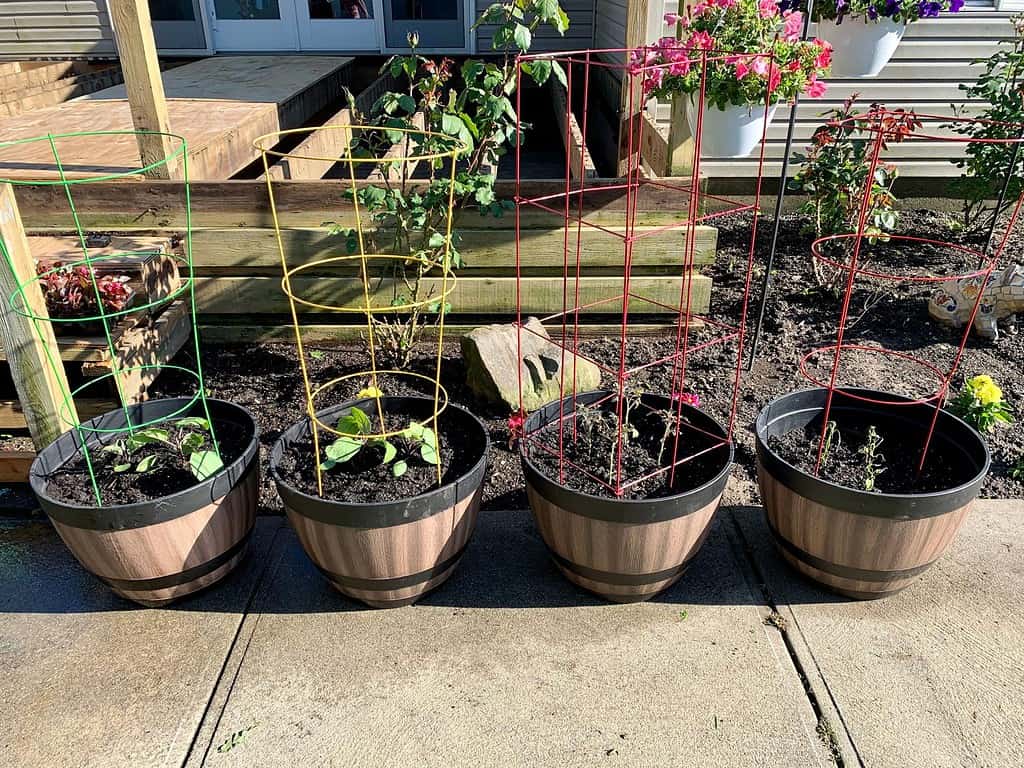 Un orto in vaso nel cortile di una casa di periferia. Ci sono piante giapponesi di melanzane, pomodori e peperoni. Sullo sfondo c'è un ponte demolito, fiori appesi e molti cespugli di rose.