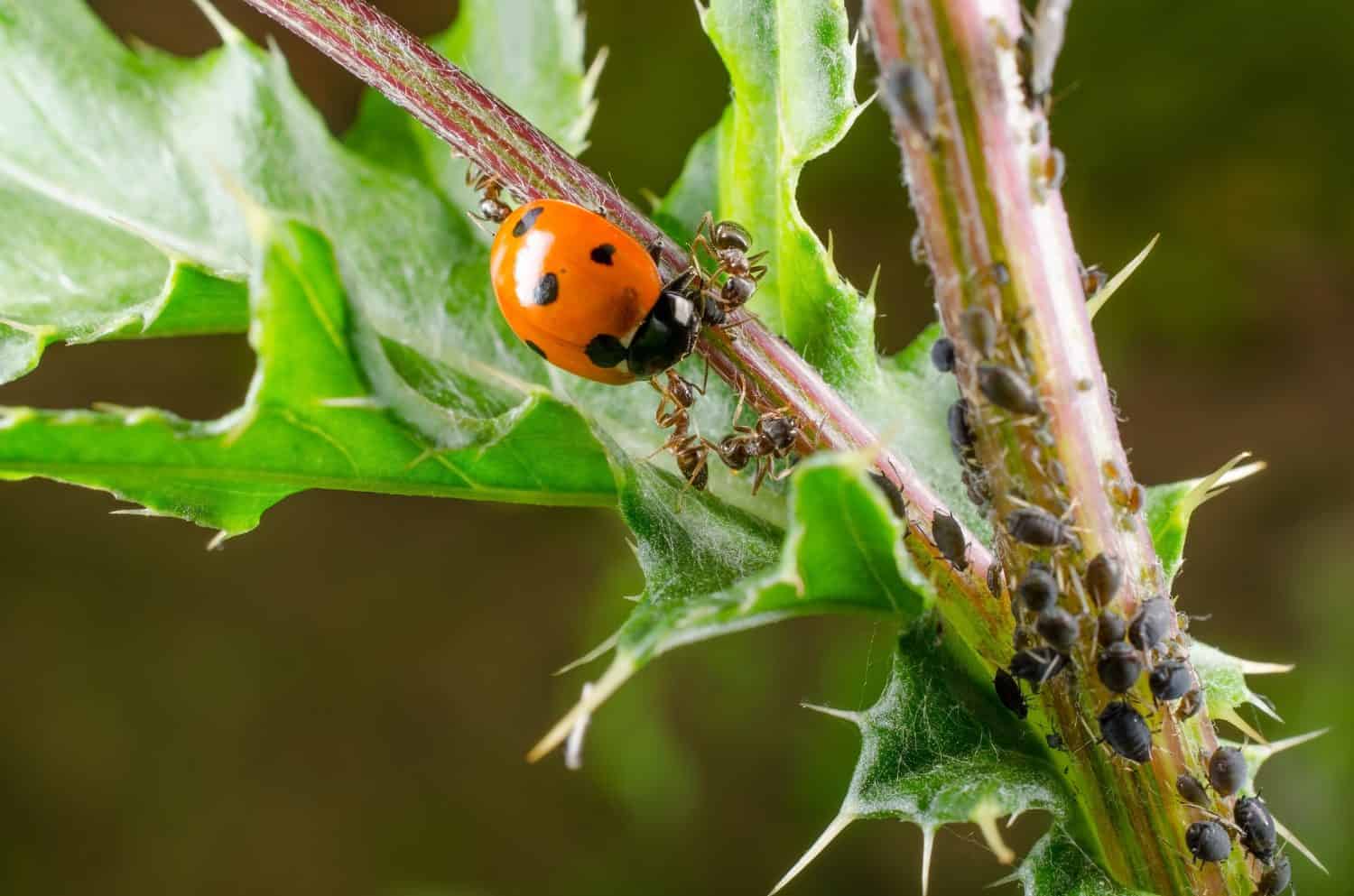 coccinella attaccata dalla formica