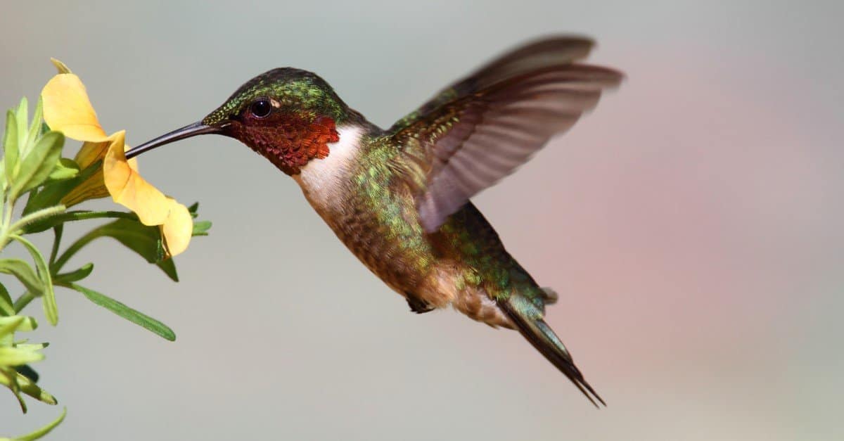 Colibrì nel New Jersey: 5 tipi e le piante che amano
