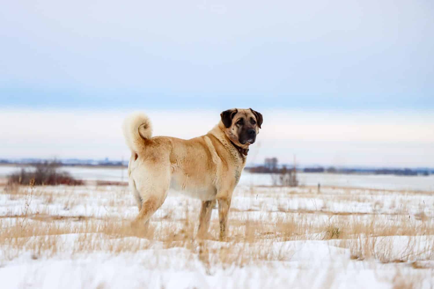 Cane Kangal turco in inverno.  Cane da guardia del bestiame.