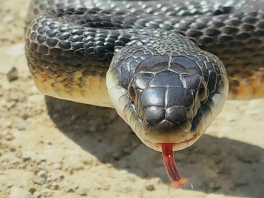 Serpente di ratto nero