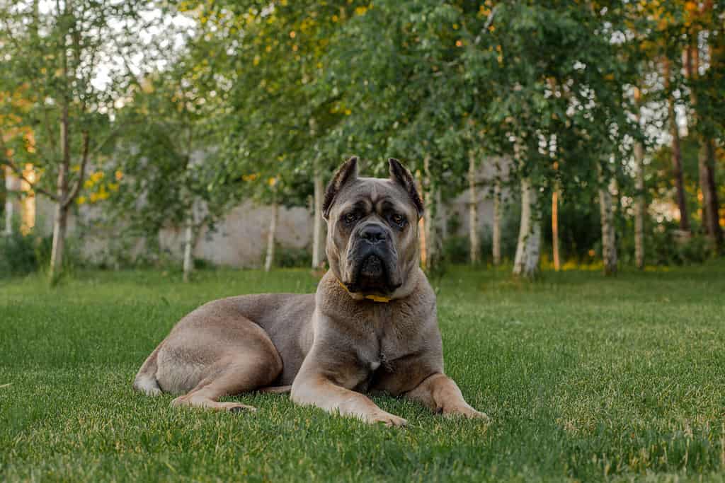 Ritratto di cane corso italiano, colore formentino.  Sul prato verde.  Cane forte e potente.