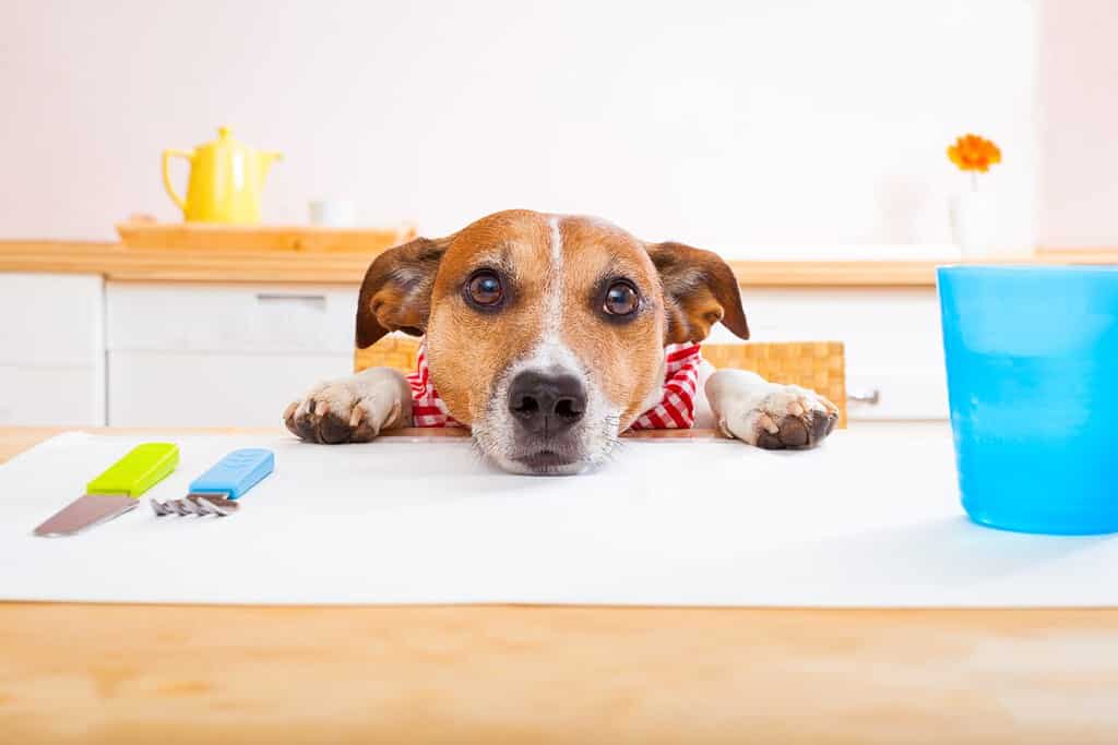 Jack Russell cane seduto a tavola implorando di mangiare, tovaglie incluse