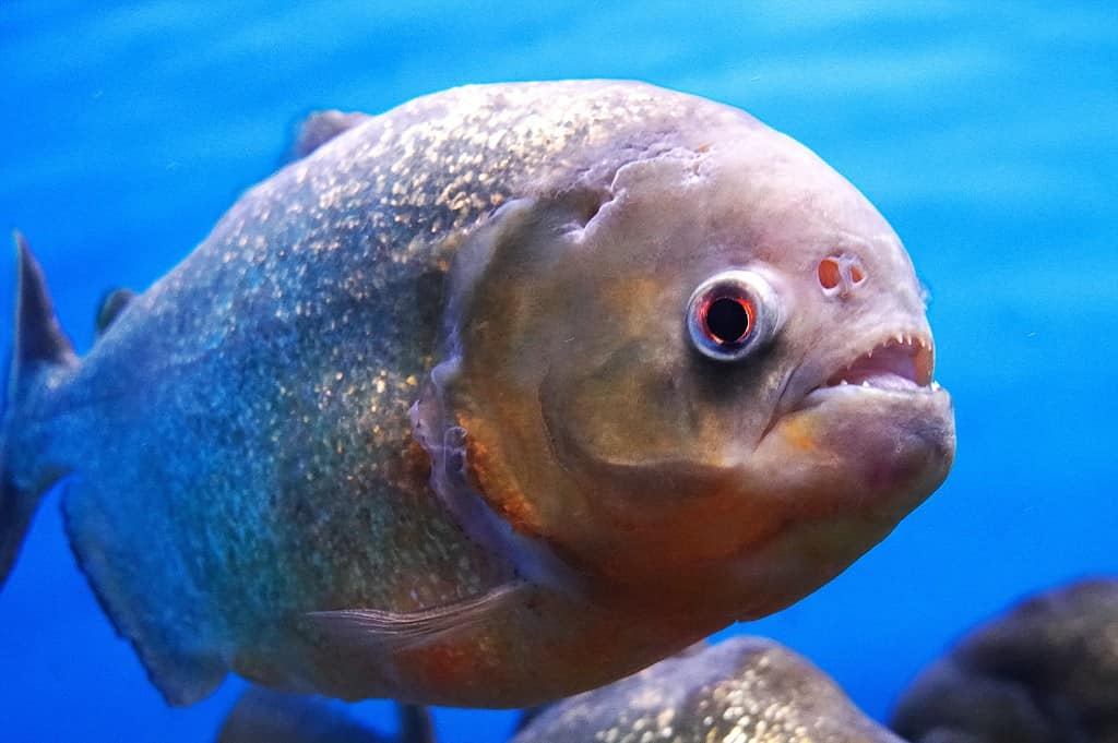 Piranha del Rio delle Amazzoni