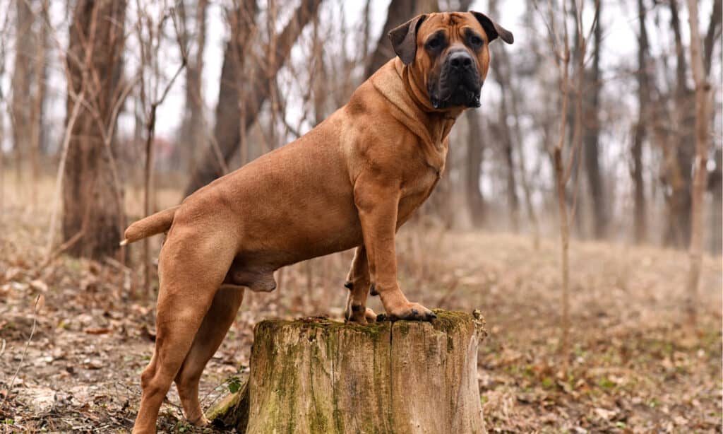 Boerboel nel bosco