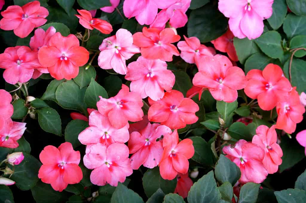 Sfondo dei fiori Impatiens della Nuova Guinea (Impatiens hawkeri w.bull., ibridi della Nuova Guinea) e delle loro foglie, primo piano