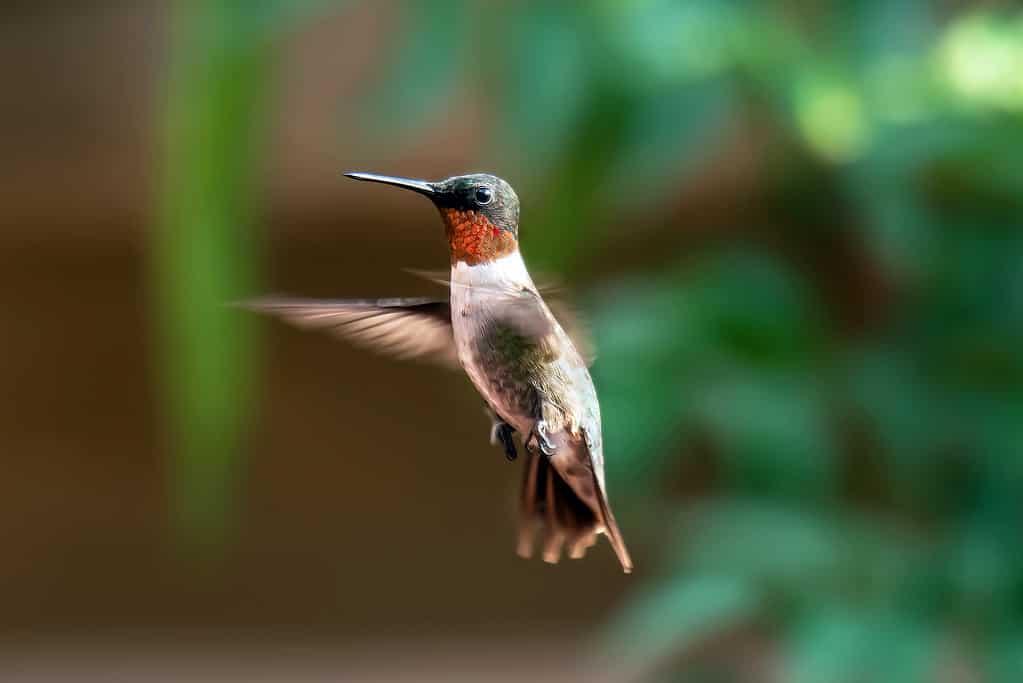 Colibrì maschio dalla gola rubino