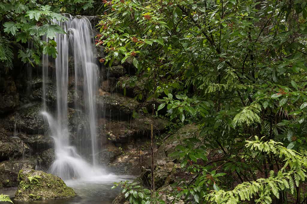 Rainbow Falls nel Rainbow Springs State Park, Florida, Stati Uniti