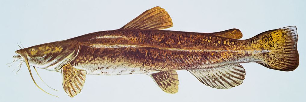 Pesce gatto a testa piatta