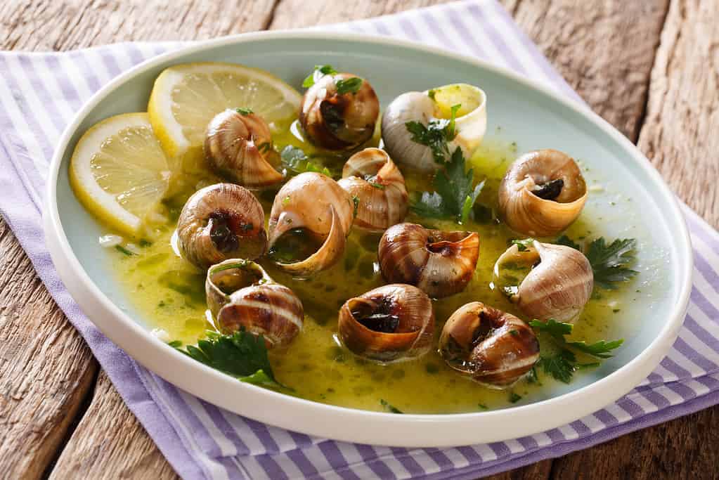 Lumache francesi piccanti, lumache cotte con burro, prezzemolo, limone e aglio su un piatto.  orizzontale