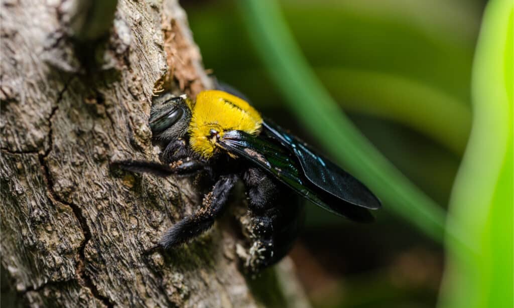 Le api carpentiere sono impollinatrici e quanto sono preziose per la natura?
