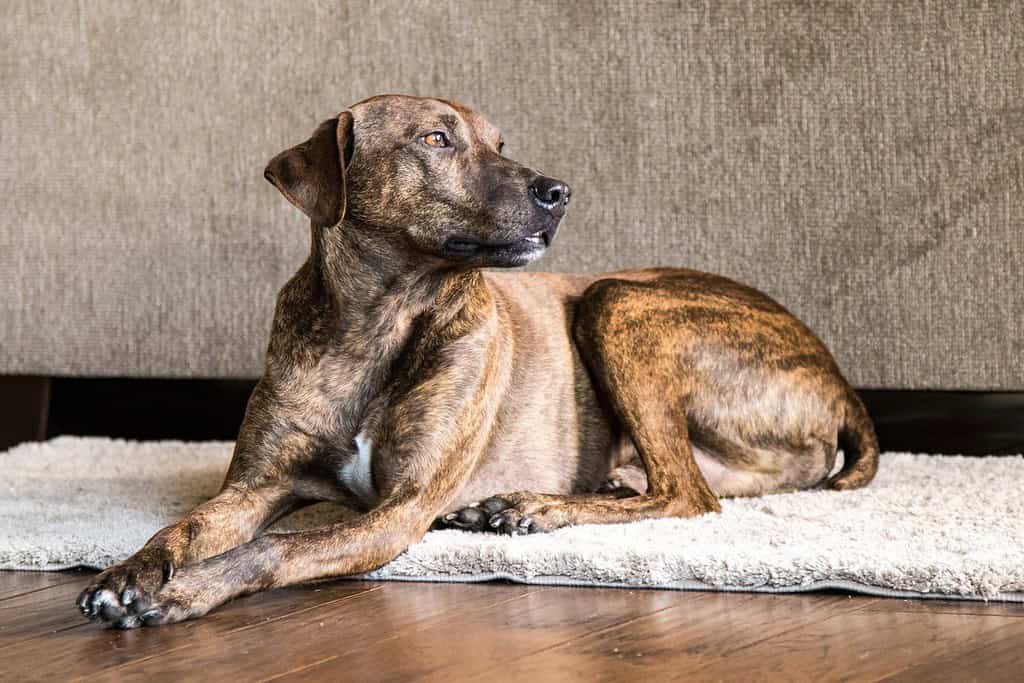 Plott Hound Mix Brindle al parco per cani