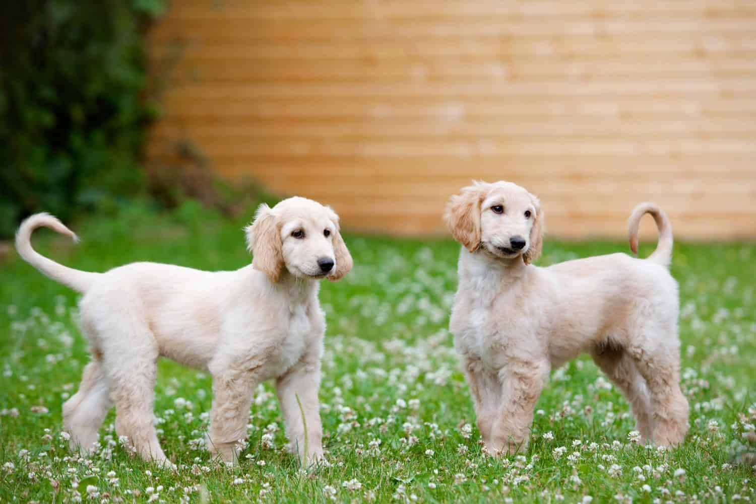 due cuccioli di levriero afgano che camminano all'aperto