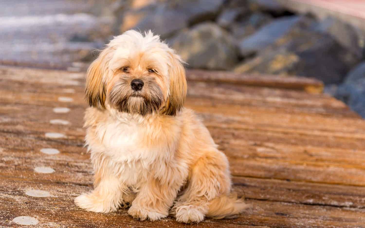 Cucciolo di Lhasa Apso che gioca sulla spiaggia 
