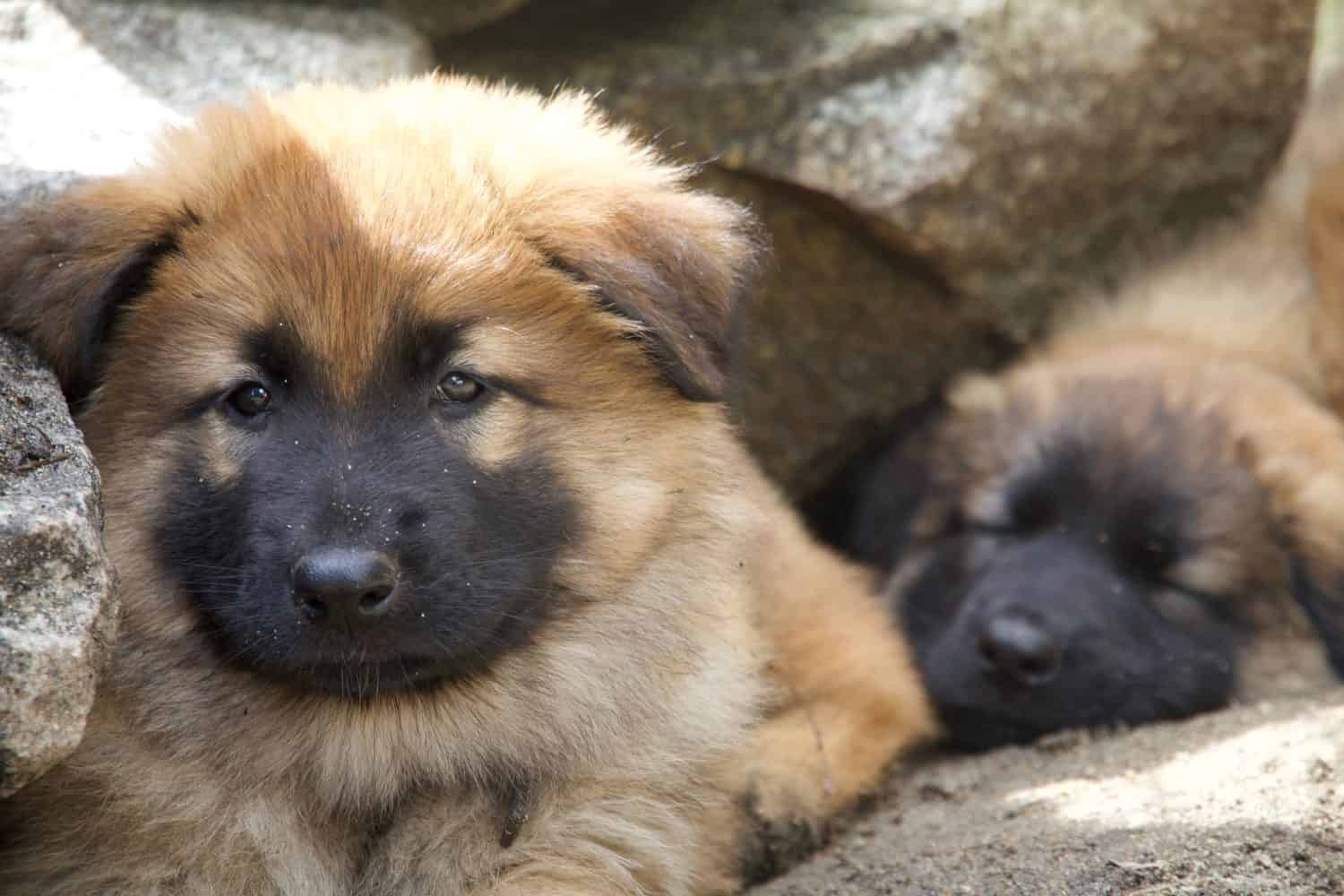 Cuccioli di pastore giovane che dormono insieme
