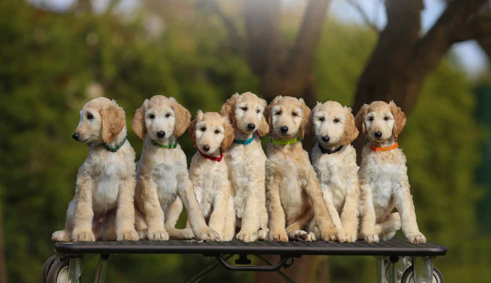 Gruppo di cuccioli di levriero afgano color crema dell'allevamento Charisma Royal dalla Repubblica Ceca